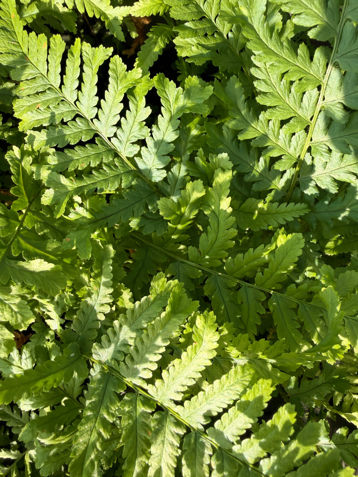 Dryopteris affinis 'Polydactyla Dadds'