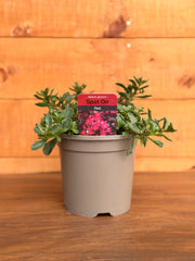 Sedum spurium 'Spot On Red'