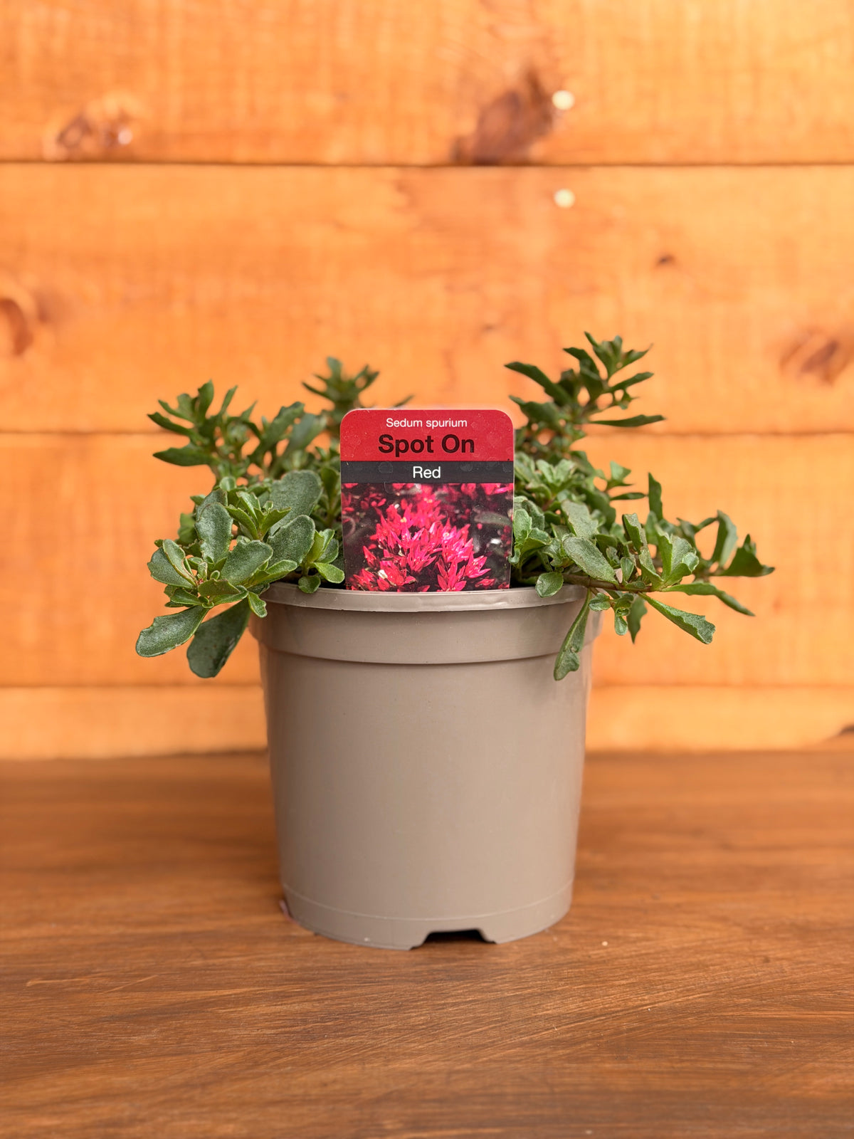 Sedum spurium 'Spot On Red'