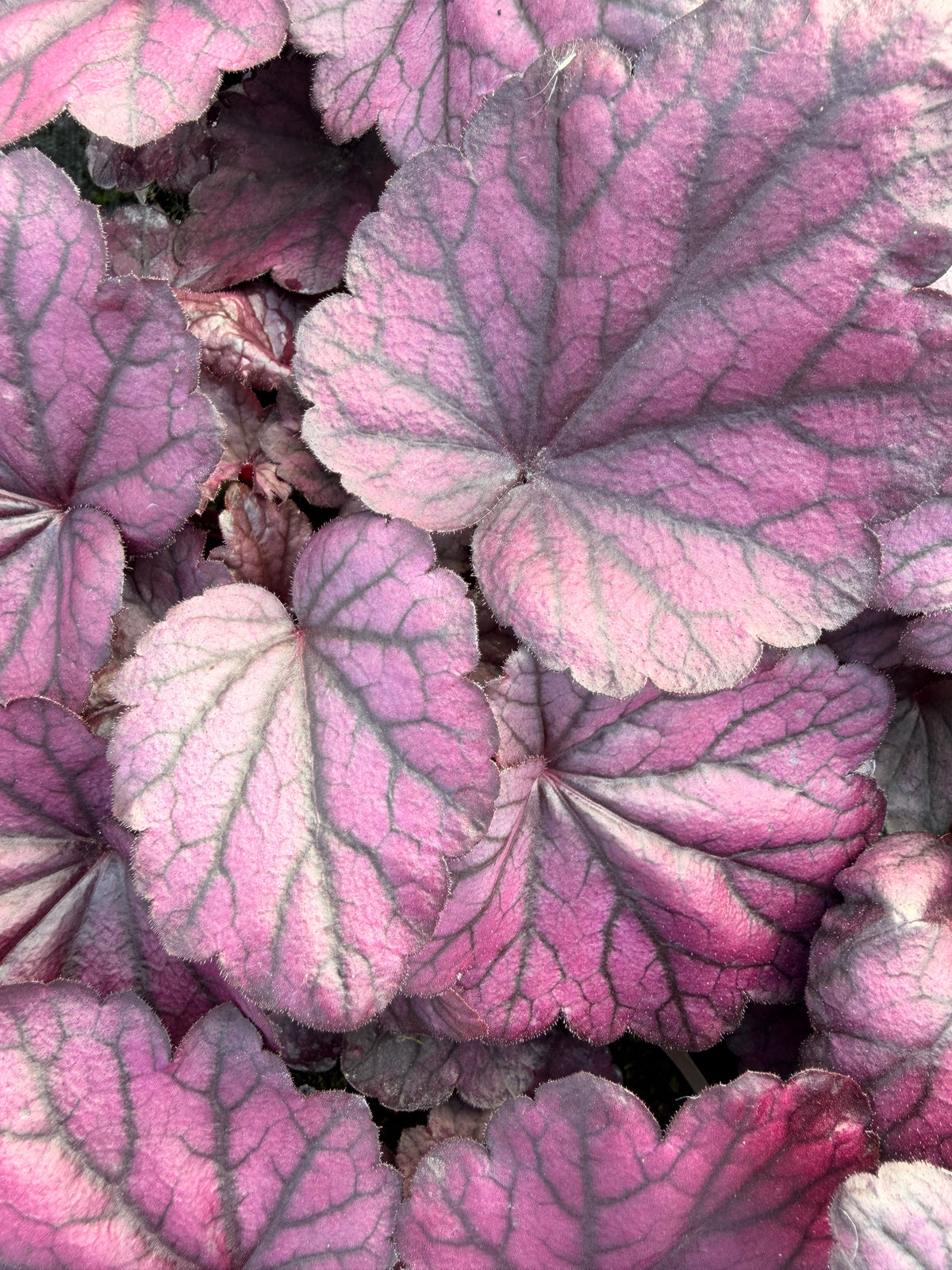 Heuchera 'Electric Plum'
