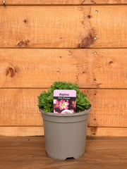 Saxifraga x arendsii 'Alpino Early Picotee'
