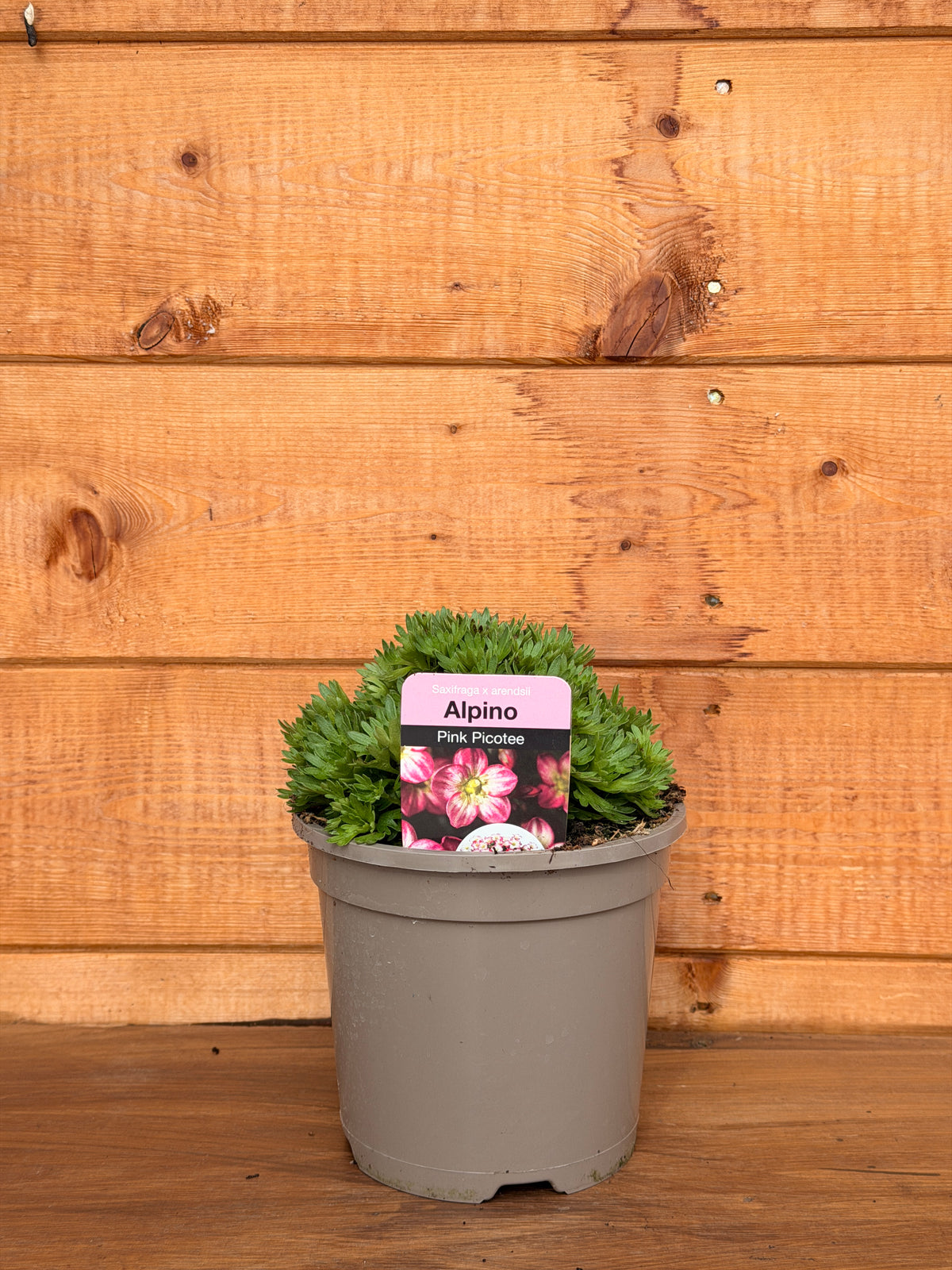 Saxifraga x arendsii 'Alpino Early Picotee'