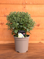 Chrysanthemum 'White'