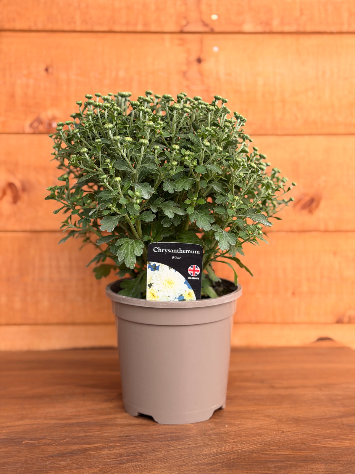 Chrysanthemum 'White'