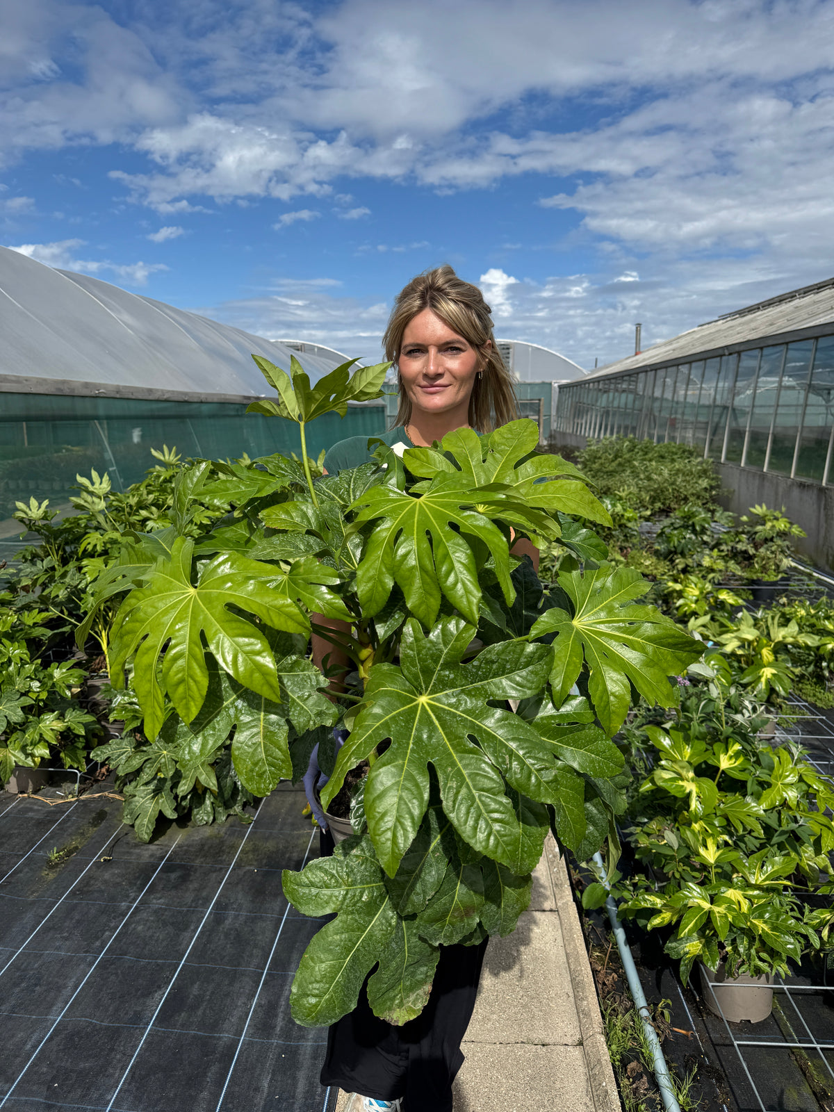 Fatsia japonica