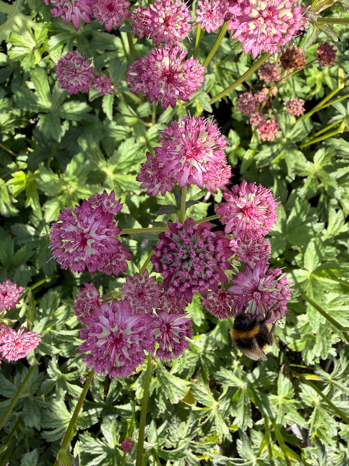 Astrantia 'Star of Beauty'