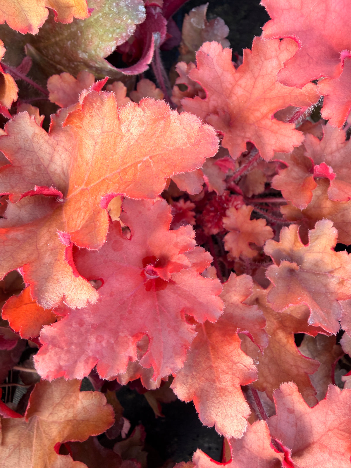 Heuchera 'Cherryberry'