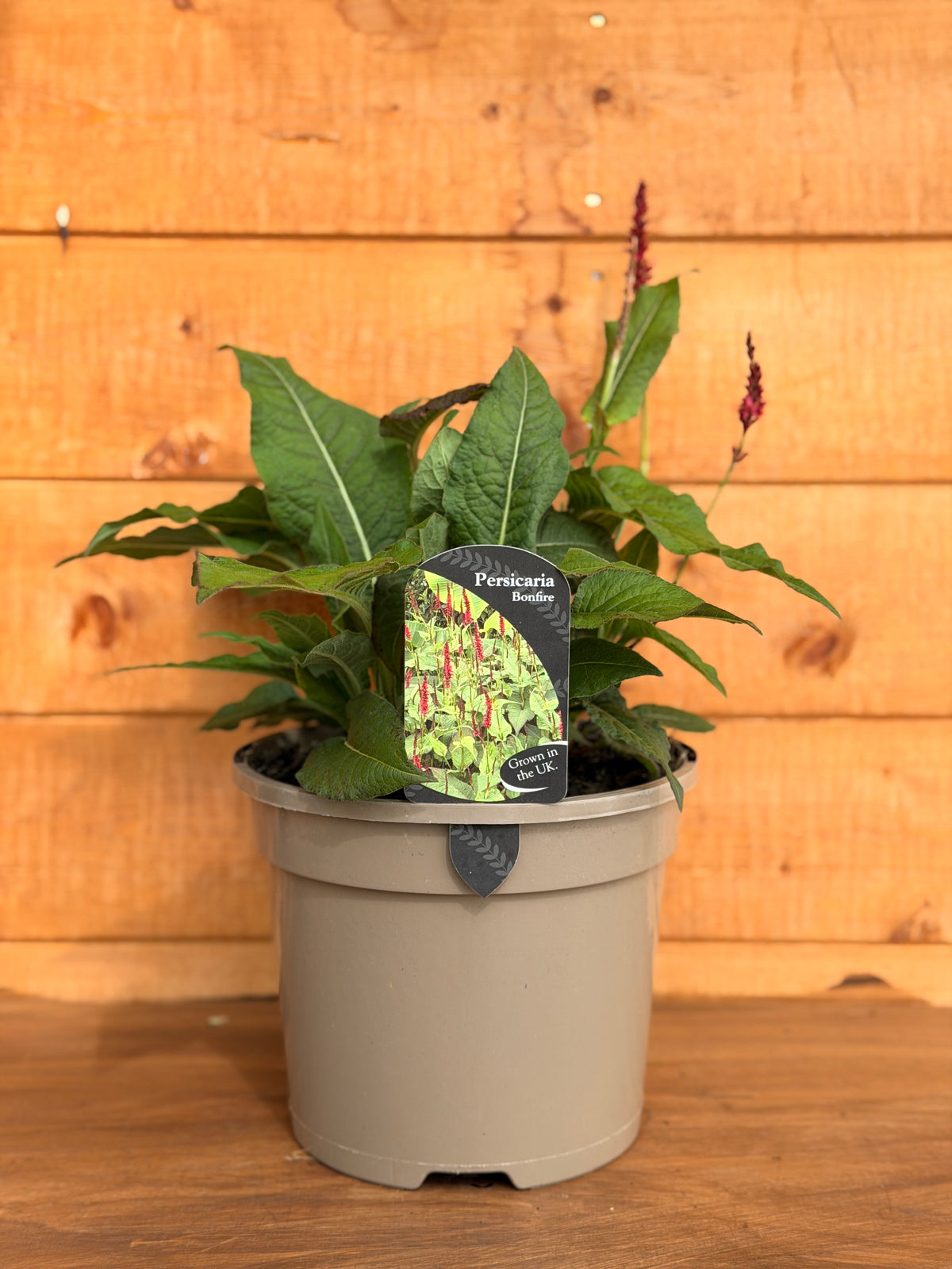 Persicaria 'Bonfire'
