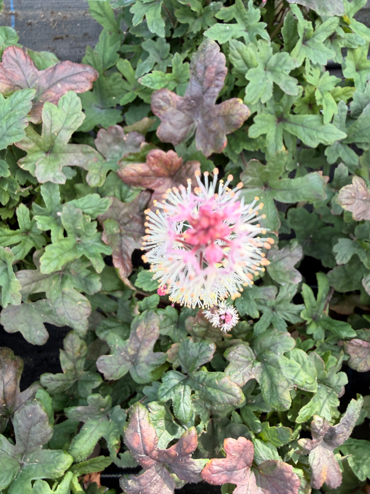 Tiarella 'Raspberry Sundae'