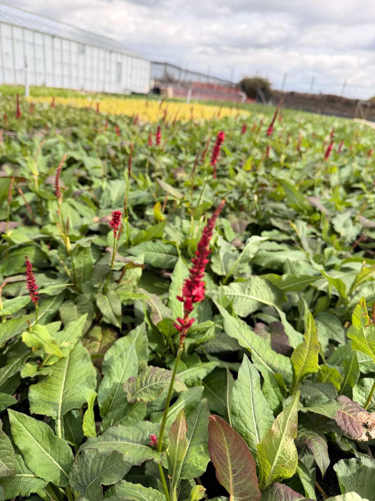 Persicaria 'Bonfire'