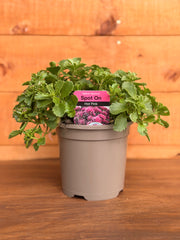 Sedum spurium 'Spot On Hot Pink'