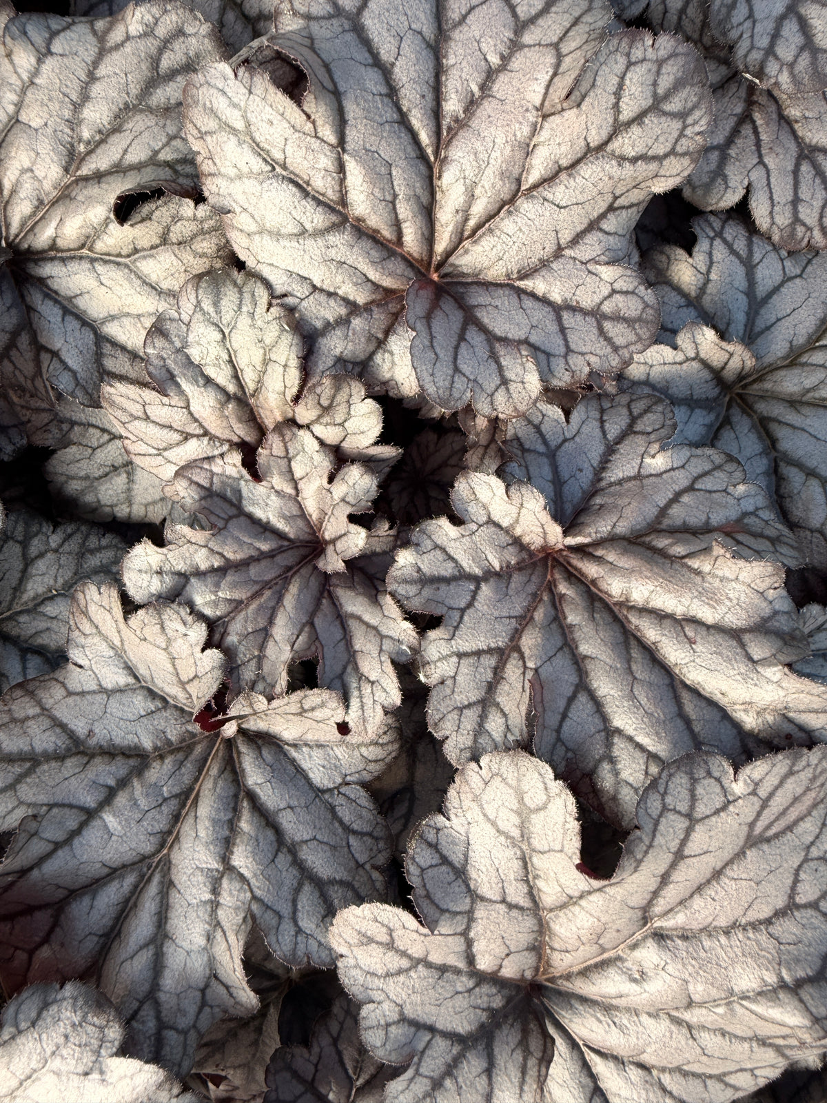 Heuchera 'Smoke and Mirrors'