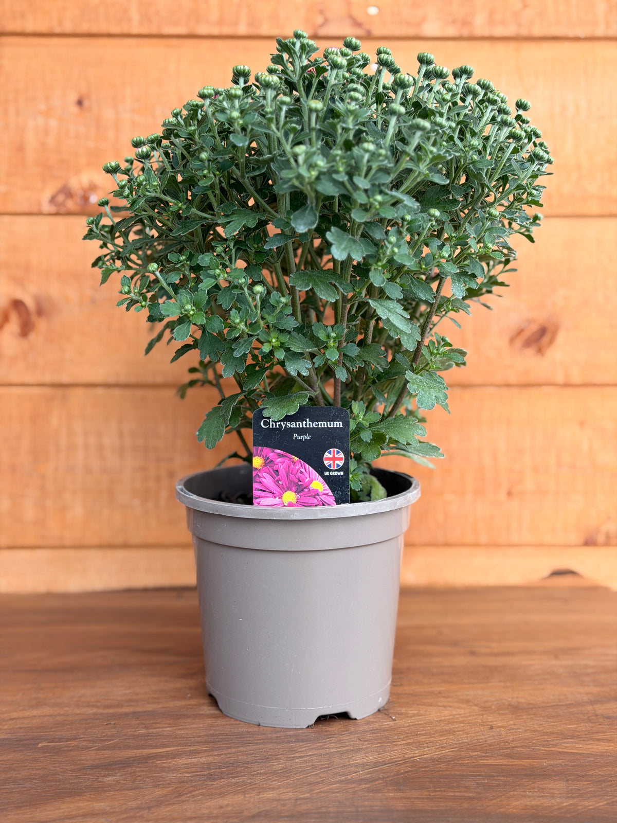 Chrysanthemum 'Purple'