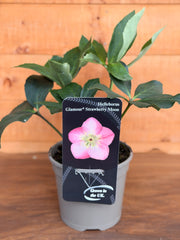 Helleborus orientalis 'Strawberry Moon'