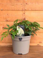Aruncus 'Goatee'