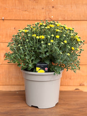Garden Mum 'Yellow'