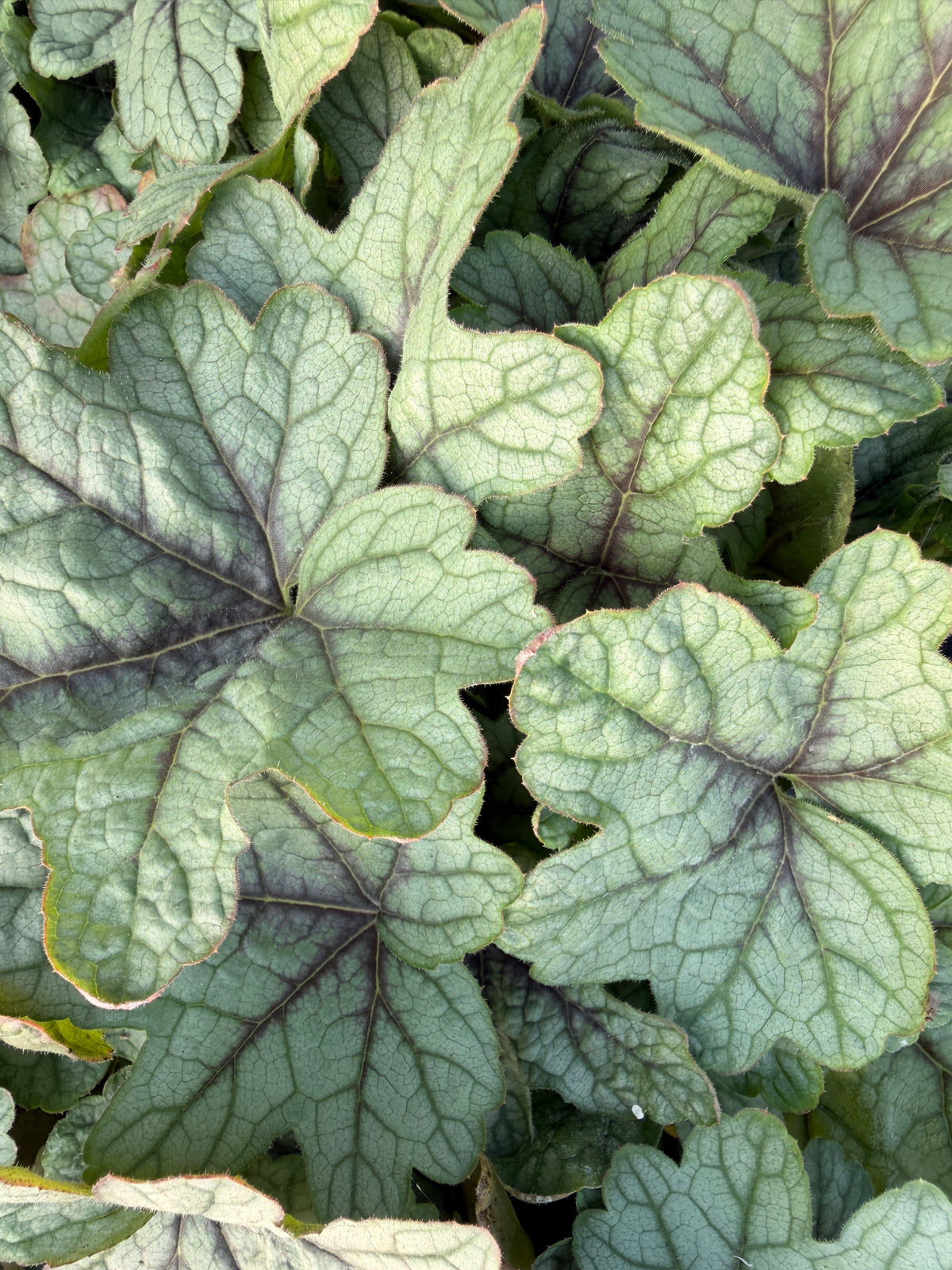 Heucherella 'Pink Fizz'