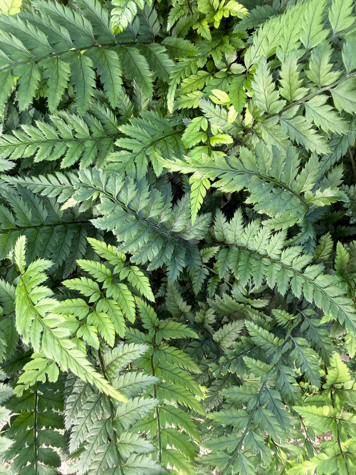 Polystichum tsus-simense