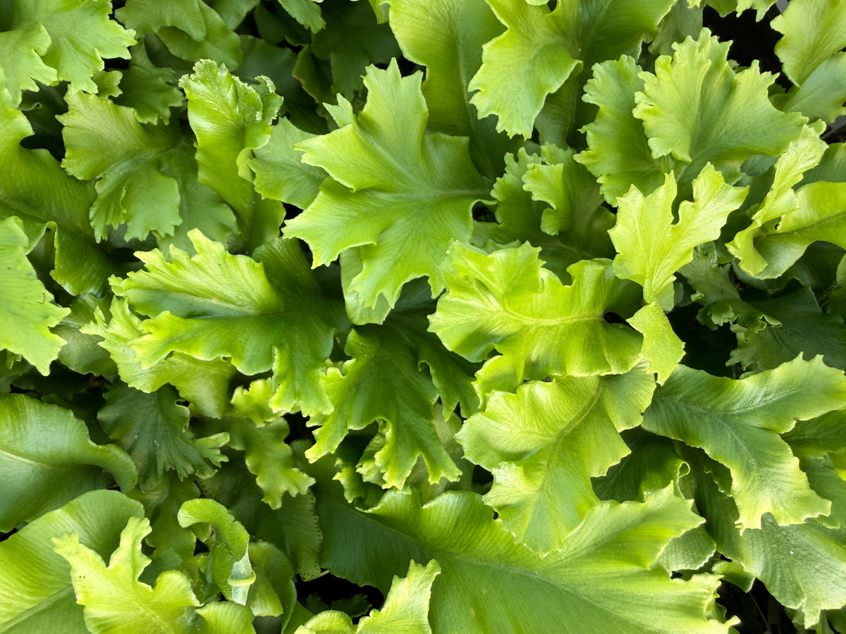 Asplenium scolopendrium 'Cristata'