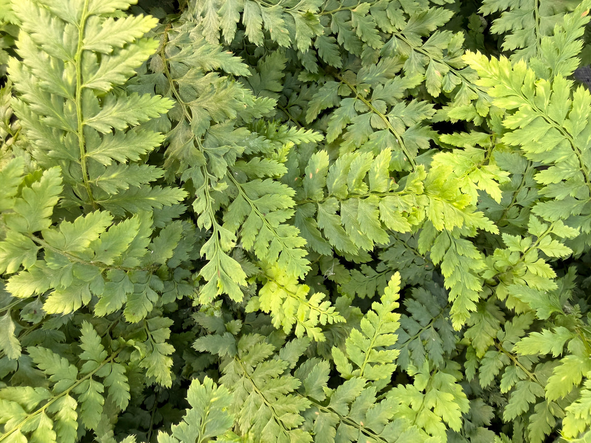Polystichum setiferum