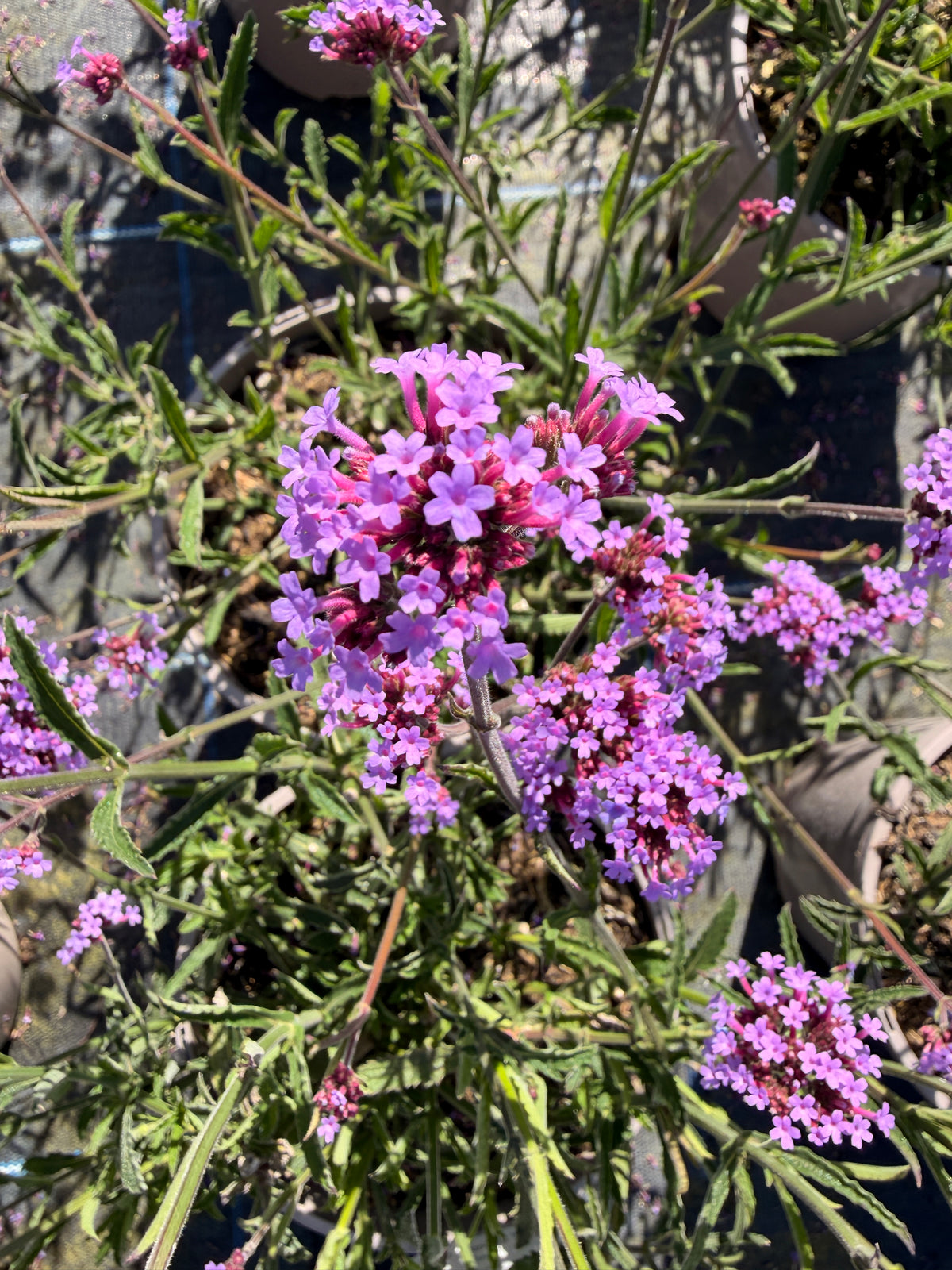 Verbena 'Lollipop'