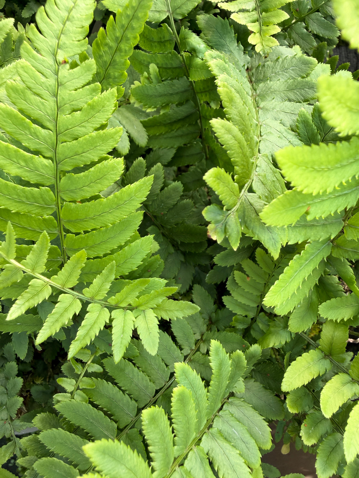 Dryopteris atrata