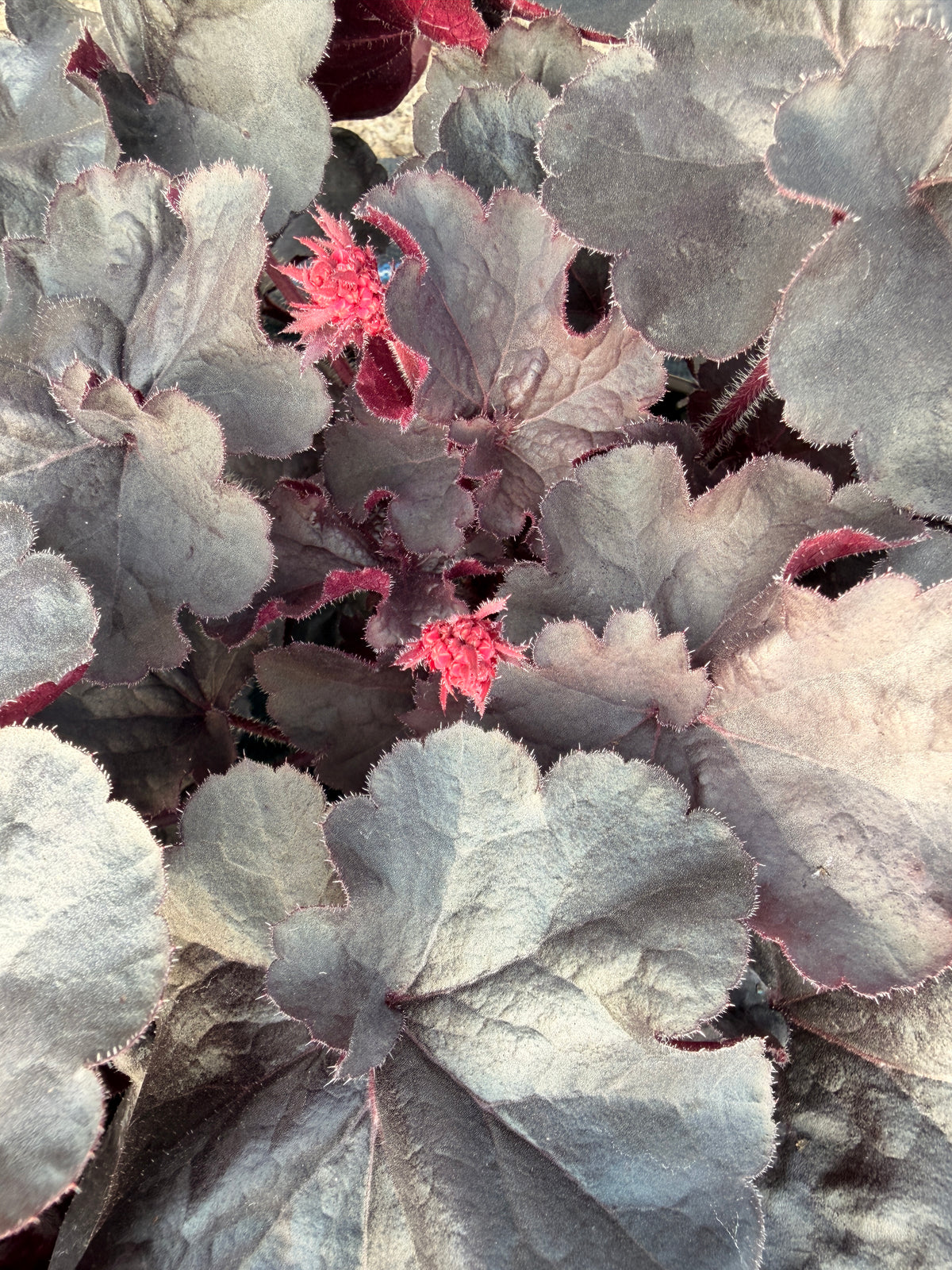 Heuchera 'Black Forest Cake'