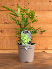 Pteris umbrosa