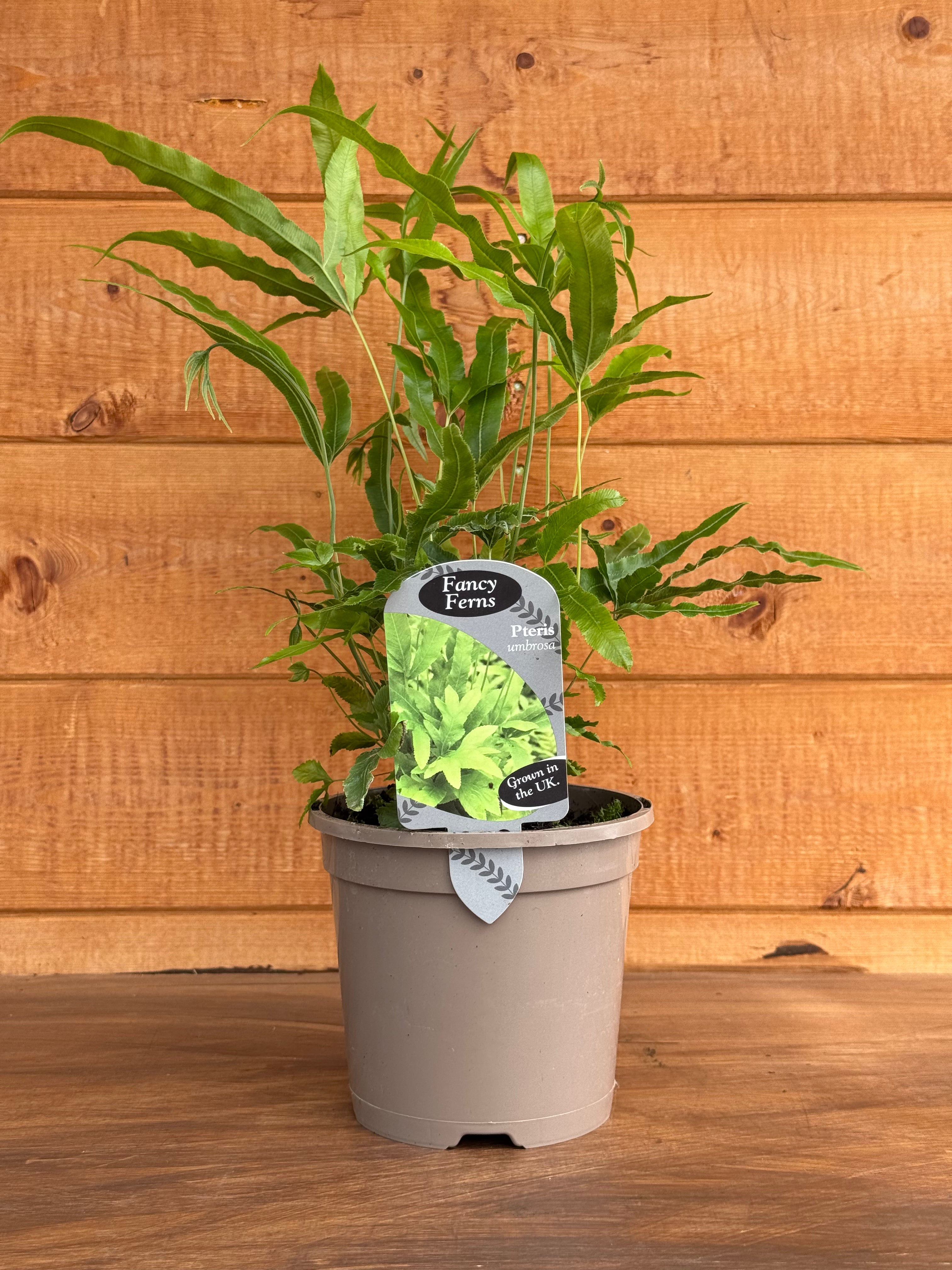 Pteris umbrosa