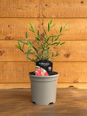 Callistemon masotti 'Mini Red'