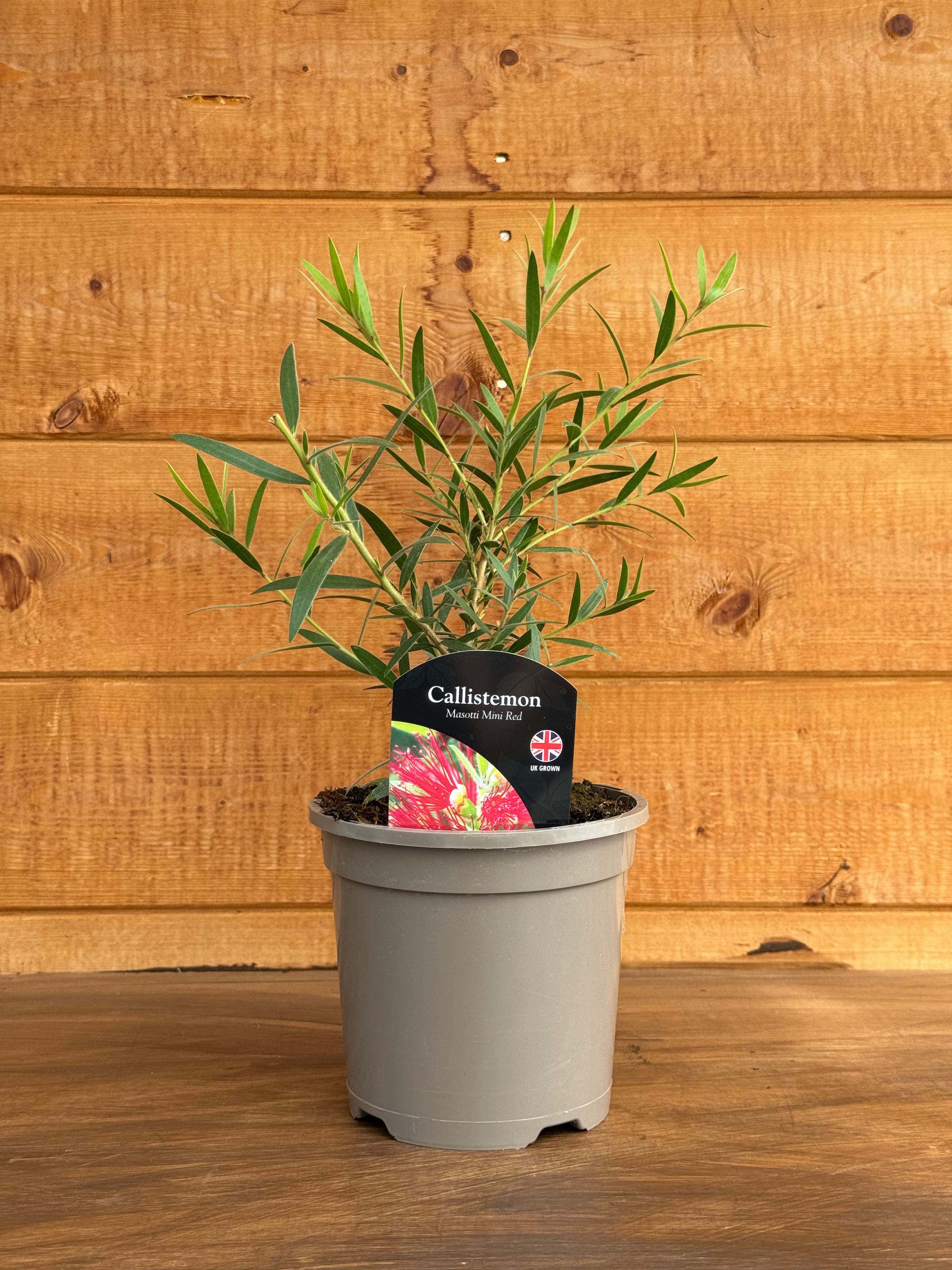 Callistemon masotti 'Mini Red'