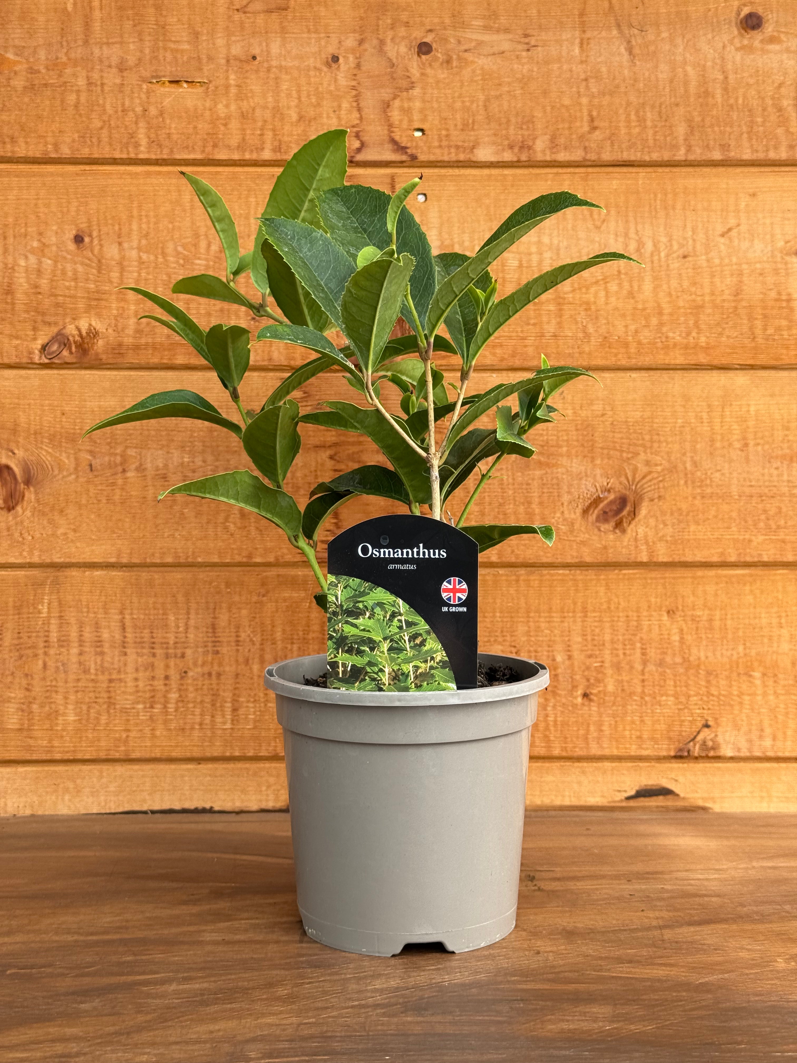 Osmanthus armatus