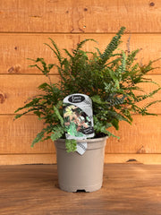Adiantum pubescens