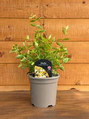 Abelia grandiflora 'Kaleidoscope'