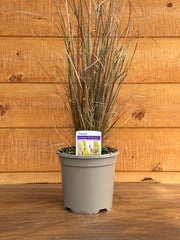 Carex buchananii 'Red Rooster'
