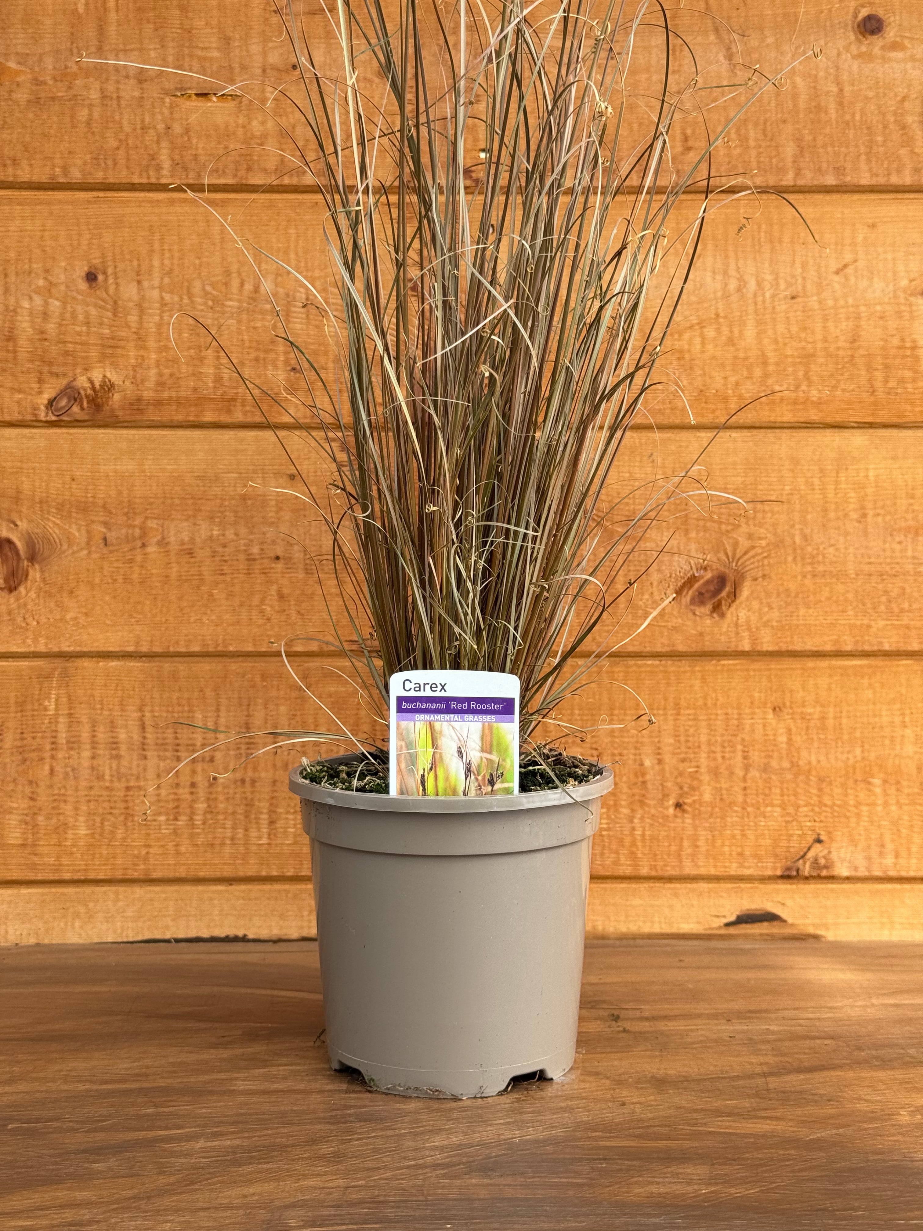Carex buchananii 'Red Rooster'