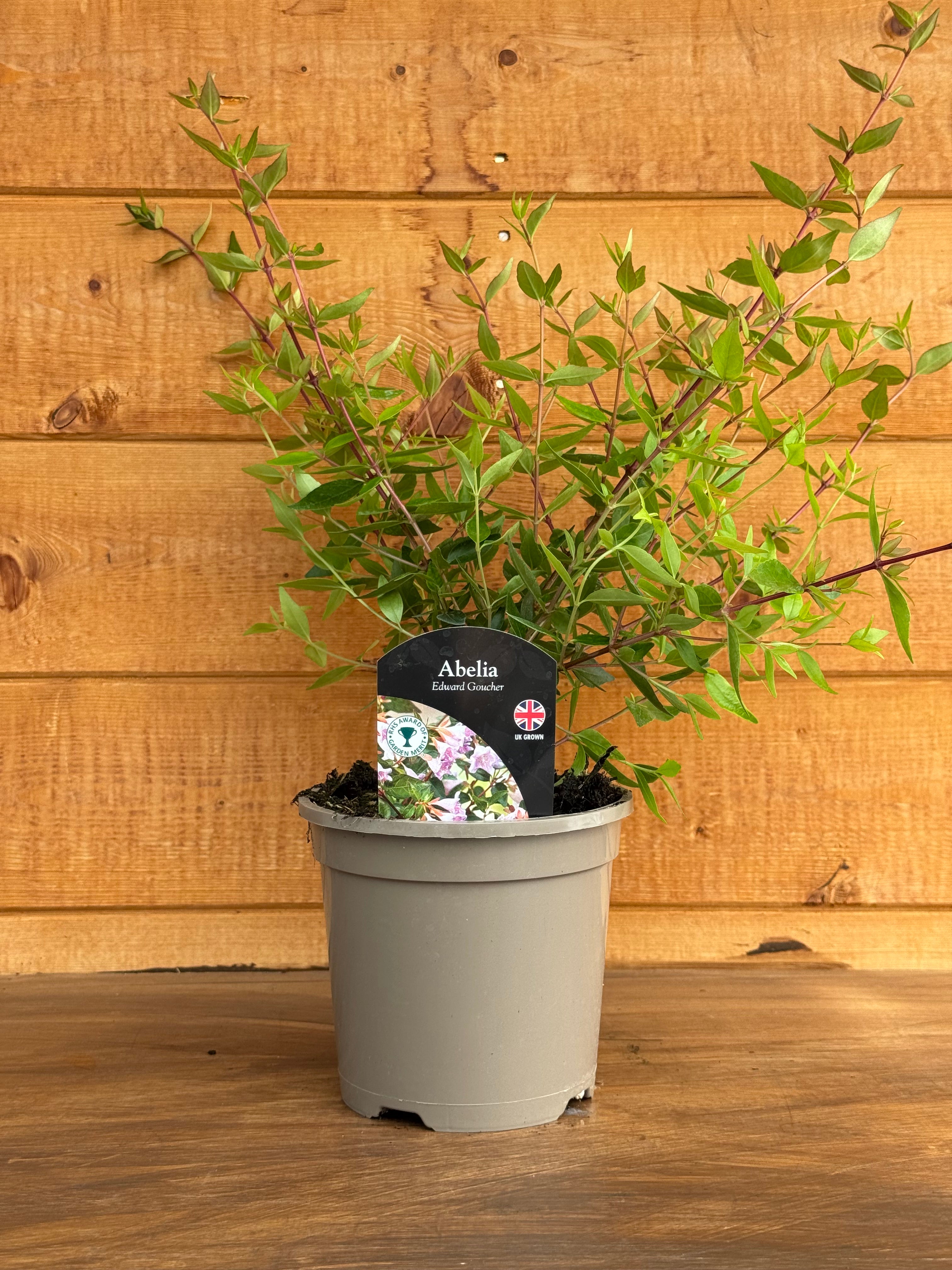 Abelia chinensis 'Edward Goucher'