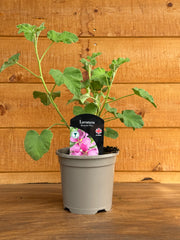 Lavatera x hybrida 'Burgundy Wine'