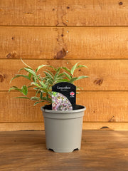Leucothoe fontanesiana 'Whitewater'