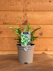Pteris nipponica
