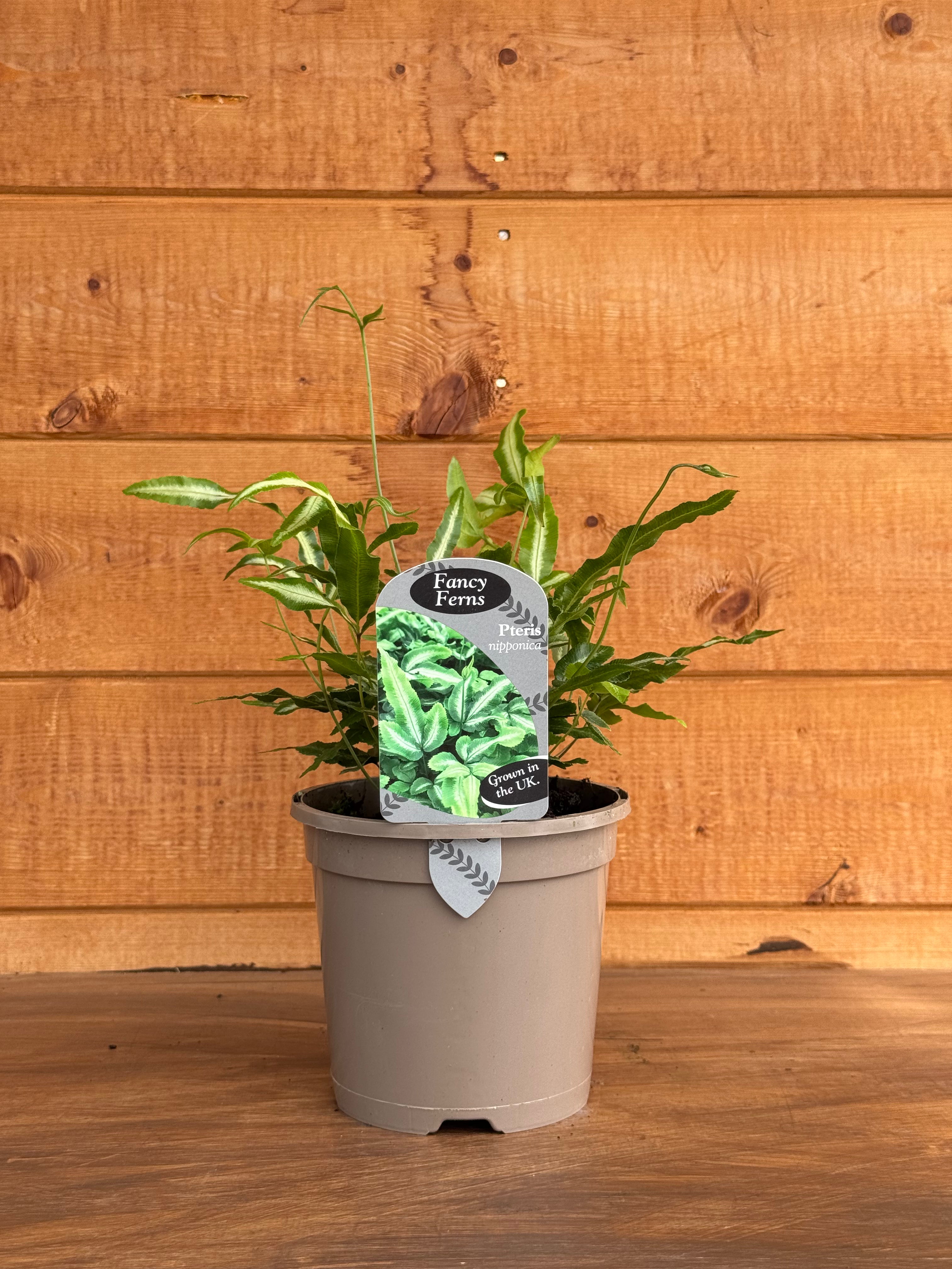 Pteris nipponica
