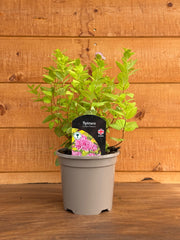 Spirea japonica 'Golden Princess'