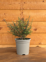 Leptospermum scoparium 'Crimson Glory'