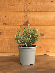 Olearia haastii