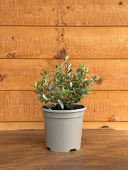 Olearia haastii