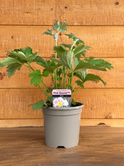 Anemone hupehensis 'Saucer Pink'