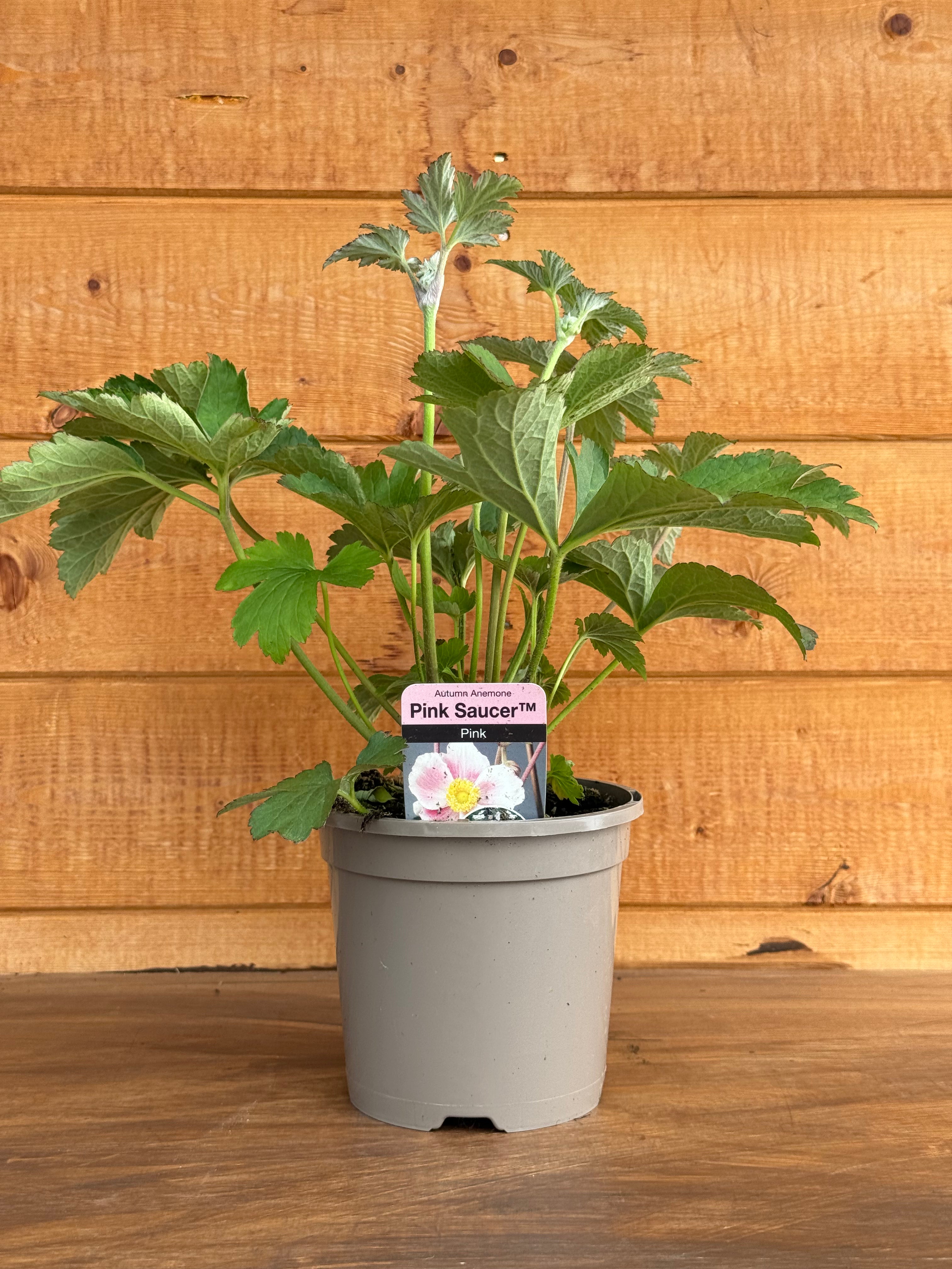 Anemone hupehensis 'Saucer Pink'