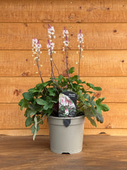 Tiarella 'Raspberry Sundae'