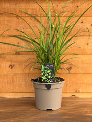 Carex grayi 'Saladin'