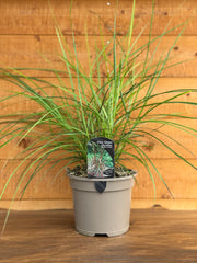 Miscanthus 'Ruby Cute'